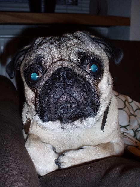 Mops Anton Sixten Milo - Smiiil!! ;0) billede 16