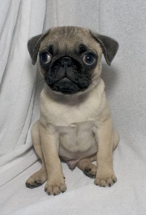 Mops Anton Sixten Milo - Da jeg var en lille bitte mopsehvalp og sad model for far! :0) billede 17