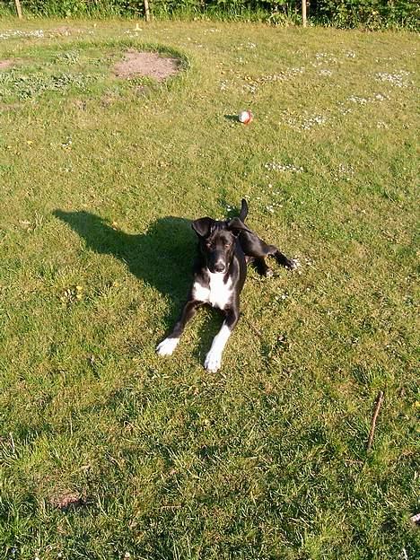 Blanding af racer Elvis billede 6