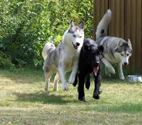 Flat coated retriever Zoa billede 15