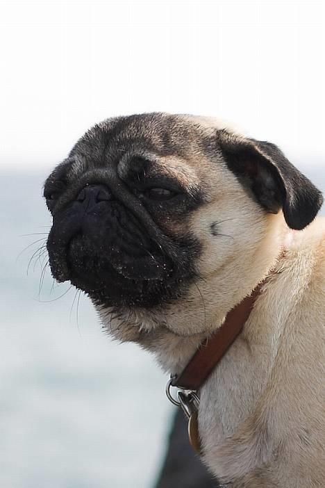 Mops Anton Sixten Milo - Sol, strand og vand.. that´s life!  billede 18