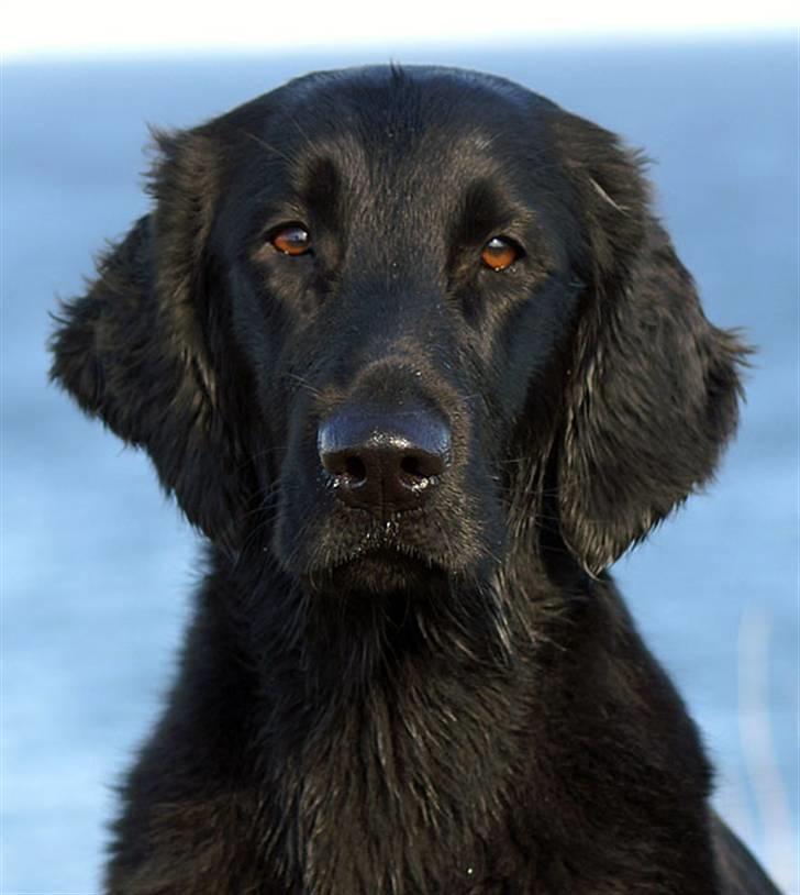 Flat coated retriever Zoa billede 16