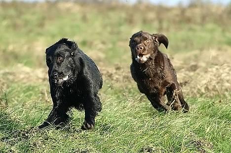 Flat coated retriever Zoa billede 17
