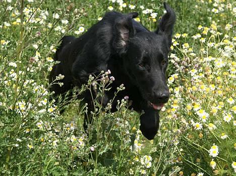 Flat coated retriever Zoa billede 18
