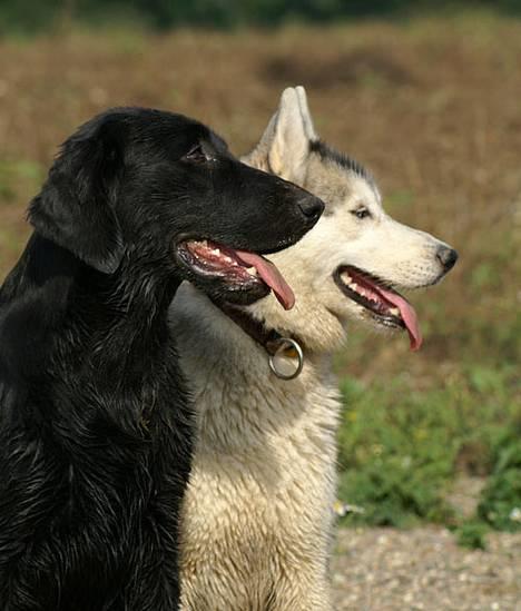 Flat coated retriever Zoa billede 19