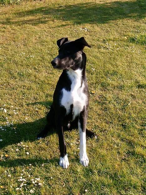 Blanding af racer Elvis billede 7