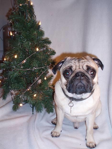 Mops Anton Sixten Milo - Glædelig jul! Fra julen 2006 billede 19