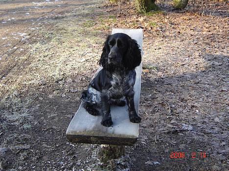 Cocker spaniel Sille <3 - Sille i skoven , hun gad ikk sidde stille på jorden , så hun blev sat op på en bænk d: billede 11