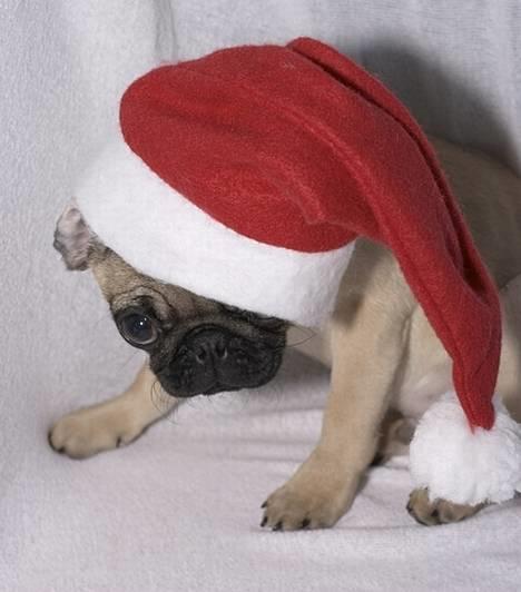 Mops Anton Sixten Milo - Merry Christmas! :0) Julen 2005 billede 20