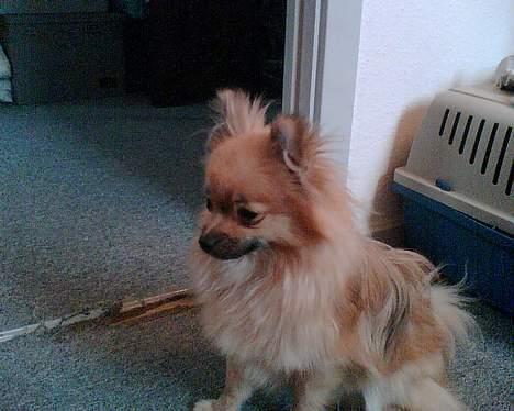 Pomeranian FIGGI - jeg gider altså ikke det kamera billede 8