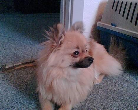Pomeranian FIGGI - hov.. hvad var det... billede 9