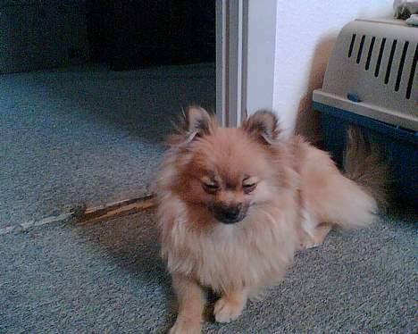 Pomeranian FIGGI - zzzzzz... jeg er altså meget træt... billede 10