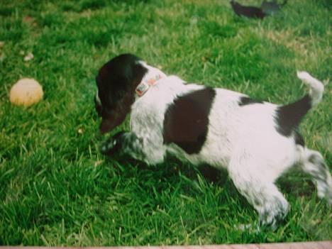 Cocker spaniel Sille <3 - Musen som hvalp , læg mærke til hvor hvid hun var dengang i forhold til nu ? (: ( 5-6 uger ) billede 12