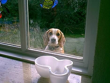 Beagle Sille - Sille kradser ihærdigt på ruden for at fortælle at hun vil ind NU!! billede 6