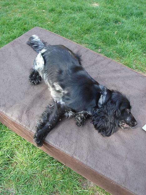 Cocker spaniel Sille <3 - Mig & musen leger d: billede 13