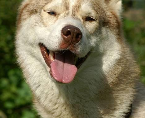 Siberian husky Some'R billede 15