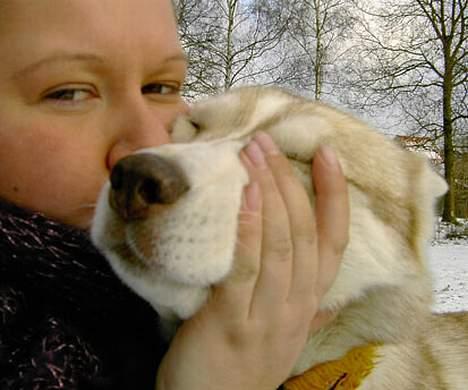 Siberian husky Some'R billede 16