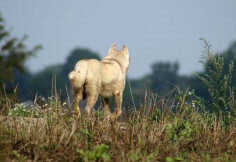 Siberian husky Some'R billede 17