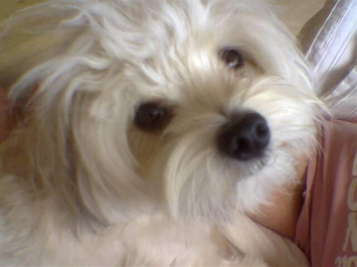 Løwchen Freja - Ville lige sige pænt go´dag. :o) billede 1