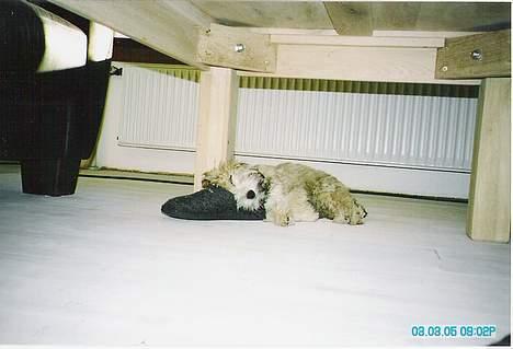 Løwchen Freja - Det er nu godt med en lur på mor´s sutter. billede 2