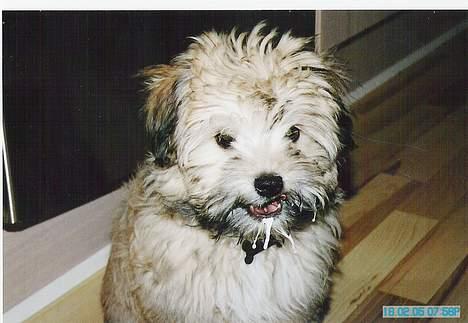 Løwchen Freja - Wrauu... billede 3