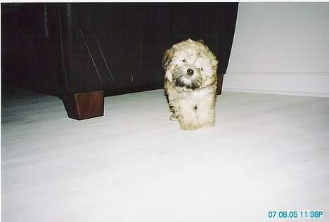 Løwchen Freja - ?????? billede 4