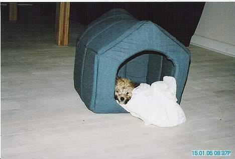 Løwchen Freja - Velkommen i mit hus. billede 5