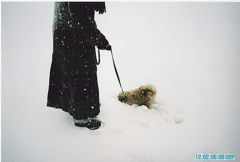 Løwchen Freja - Sne, sne, sne jeg elsker det!!! billede 6