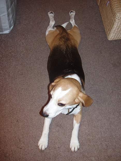 Beagle Sille - Sille laver sin aftengymnastik billede 7