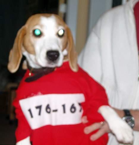 Beagle Sille - Sille er ved at afprøve sit fastelavnskostume som en af Bjørnebrødrene billede 8