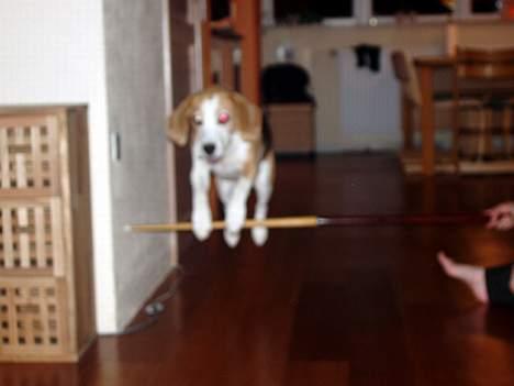 Beagle Sille - Sille træner højdespring billede 9