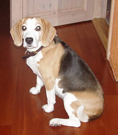 Beagle Sille - "Mon ikkke snart Sofie hun tager mig på min eftermiddags luftetur"? billede 10