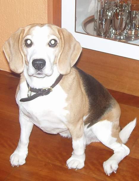 Beagle Sille - Vuf..lad mig nu få mine 80 grams vedligeholdelsespiller!! billede 11