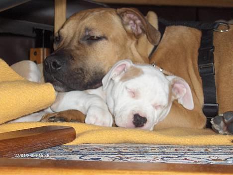 Amerikansk staffordshire terrier Kejser Bastian - uha der bliver puttet!! :D billede 16