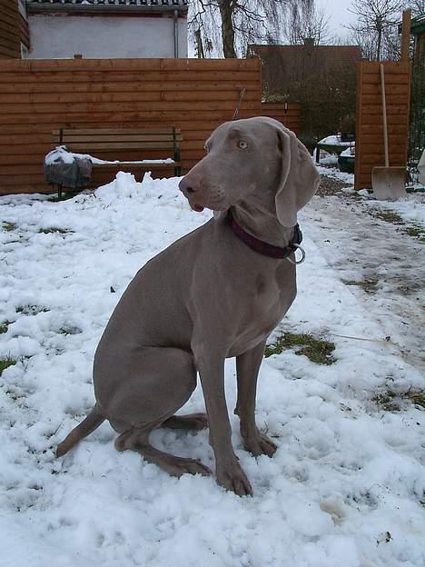 Weimaraner Hot Shoot's Eleu "Himmelhund" - Ja her sidder jeg så i sneen og FRYSER for min mors skyld. billede 17