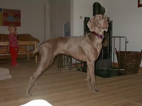 Weimaraner Hot Shoot's Eleu "Himmelhund" - Eleu 13 md. vi øver os til udstilling. billede 18