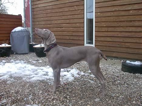 Weimaraner Hot Shoot's Eleu "Himmelhund" - Så i lige den fugl!!!!!! billede 19