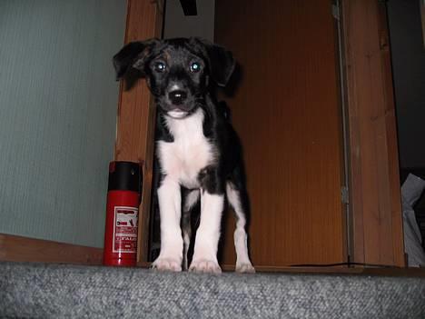 Blanding af racer Snemand billede 7