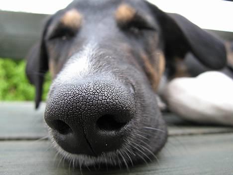 Blanding af racer Snemand billede 8