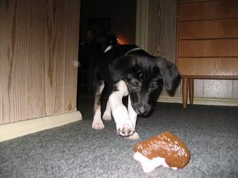 Blanding af racer Snemand billede 9