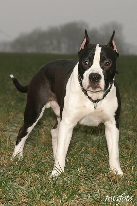 Amerikansk staffordshire terrier Buzz † 4. Oktober 2006  billede 15