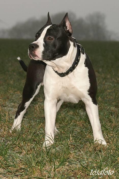 Amerikansk staffordshire terrier Buzz † 4. Oktober 2006  billede 16