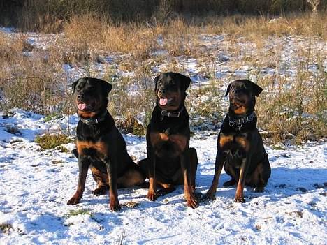 Rottweiler Balou - Min bror Odin, mig og min mor Jessie (jul 2005) billede 20