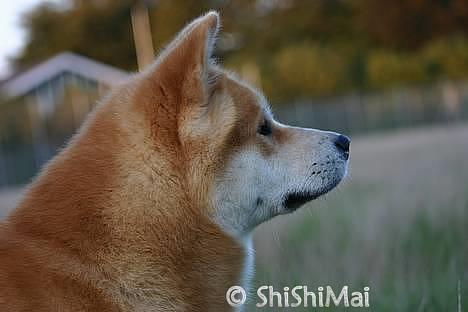 Akita inu Choco - * NYT -  billede 16