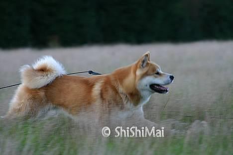 Akita inu Choco - * NYT -  billede 18