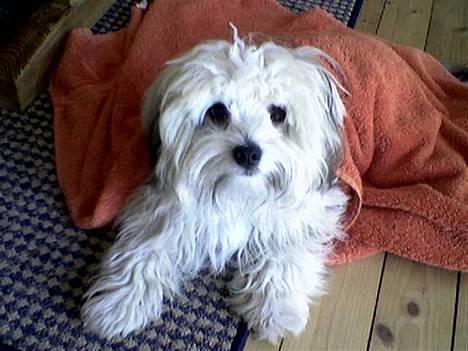 Løwchen Freja - Halløj..... billede 7