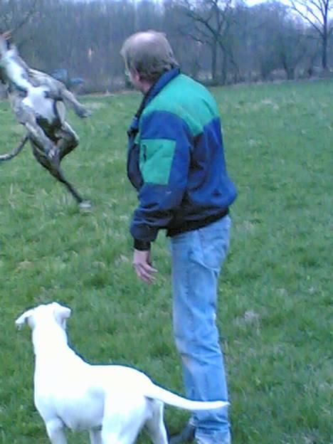 Amerikansk staffordshire terrier #SUMO# - Hopla.. billede 11