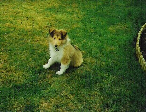 Collie langhåret Nelly (Nellepigen) - Nåårrhhh....en lille baby-collie billede 14