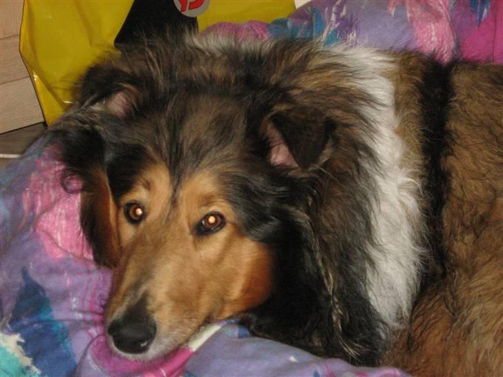 Collie langhåret Nelly (Nellepigen) - Få nu taget det billede.... så jeg kan få fred !!! billede 15