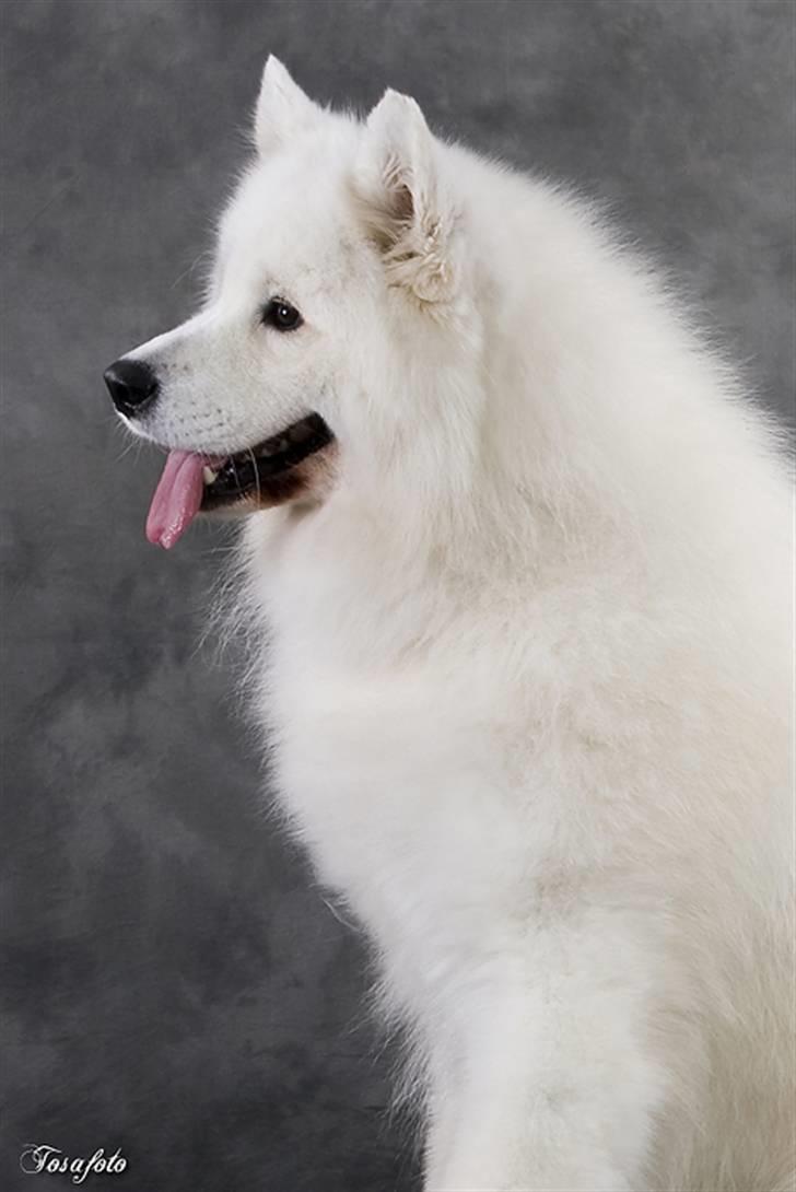 Samojedhund Cabaka´s GioVanni  billede 20